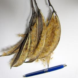   Fruits, seeds:   Nerium oleander , dehisced fruit pods and seeds; Photo by A. Margina, USDA APHIS PPQ, imageID.idtools.org
